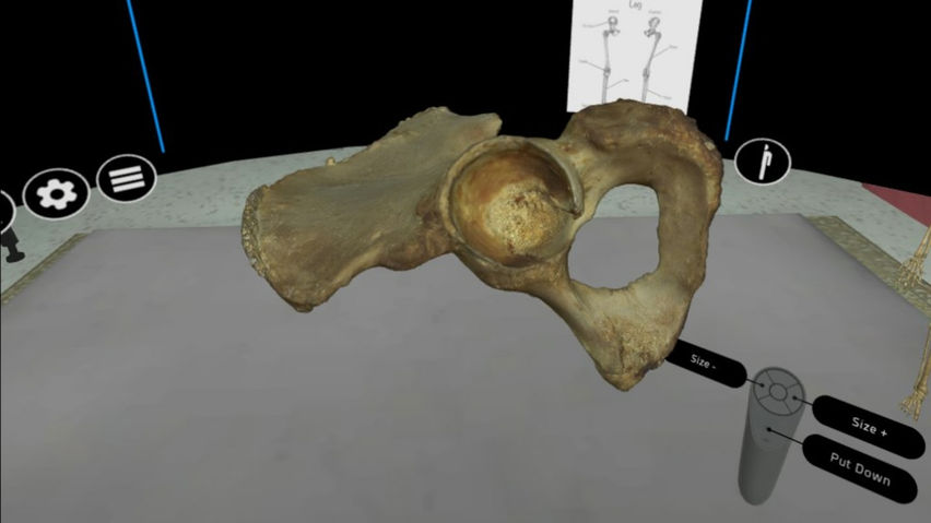 Human Osteology VR