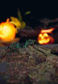 Relaxed spiders experience