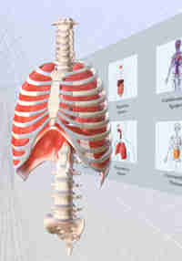 BioDigital Human