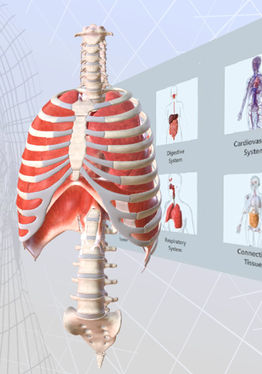 BioDigital Human