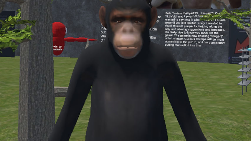 Curious Chimps