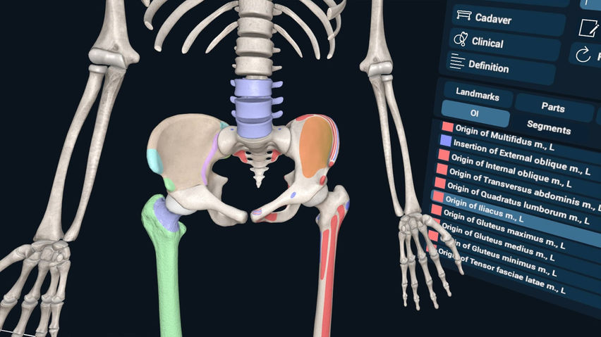 3D Organon XR