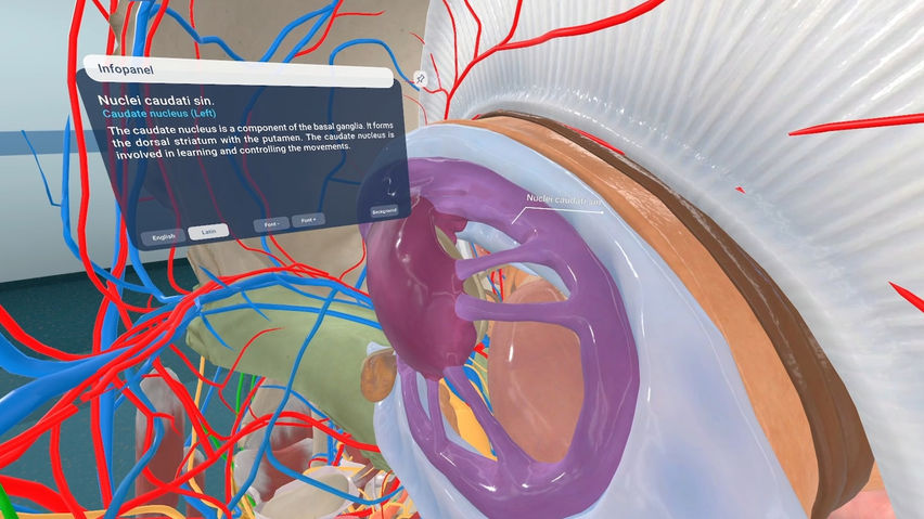 Human Anatomy VR