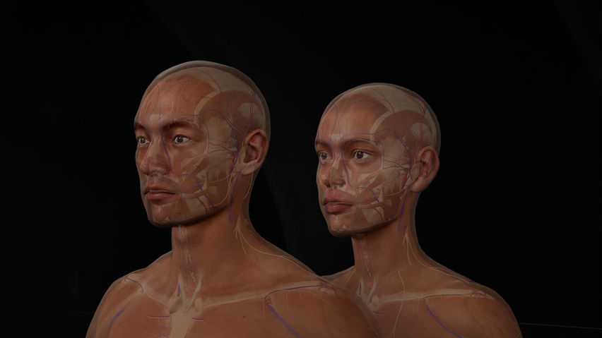 BodyMap for Anatomy and Medical Education