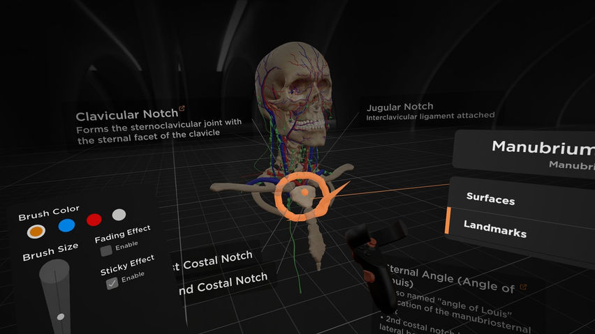 BodyMap for Anatomy and Medical Education