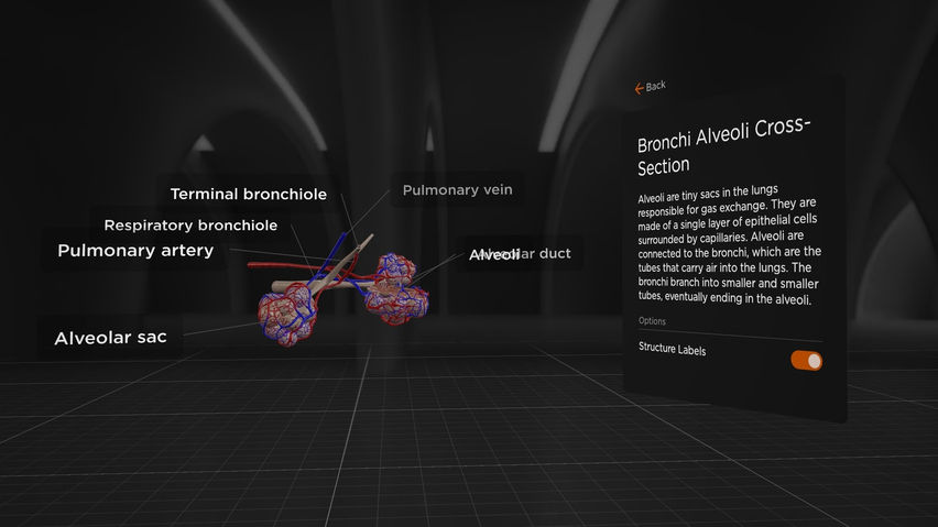BodyMap for Anatomy and Medical Education