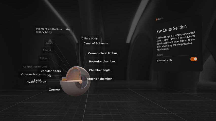 BodyMap for Anatomy and Medical Education