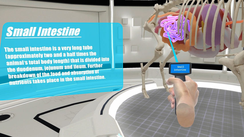Animal Anatomy Explorer