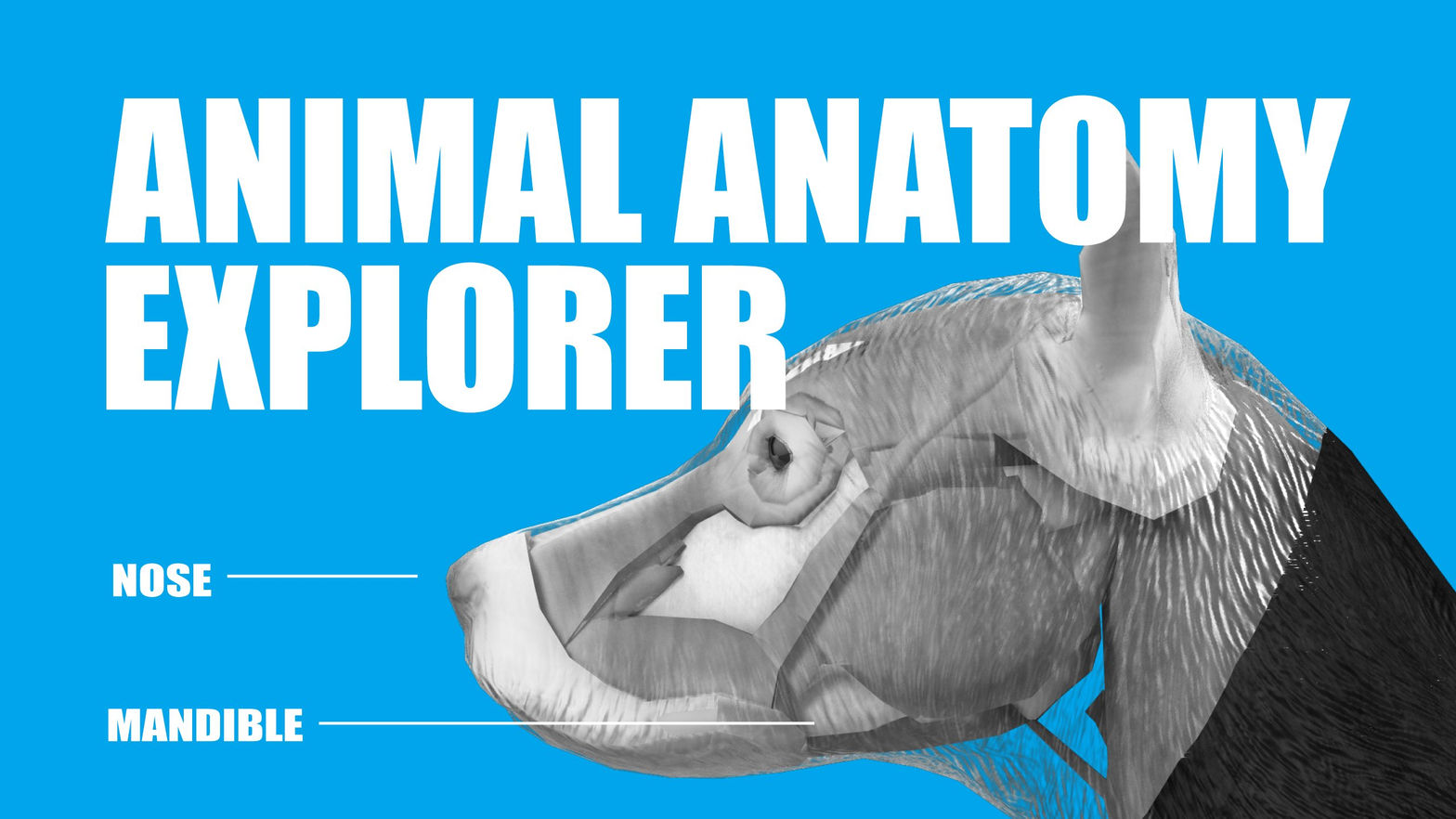 Animal Anatomy Explorer