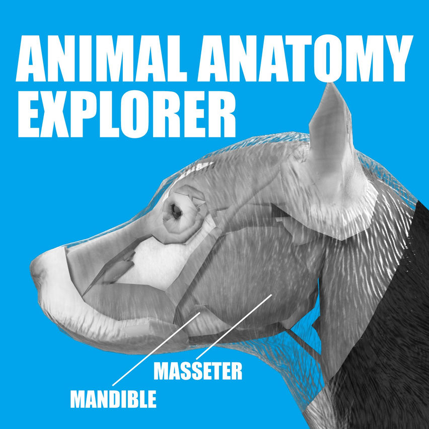 Animal Anatomy Explorer