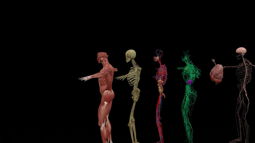 Human Anatomy VR Learning