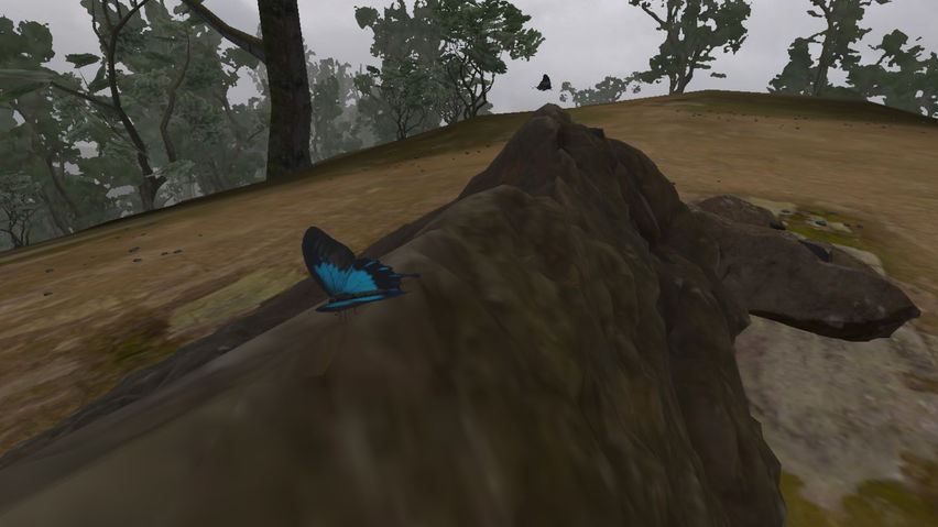 Lepidoptera