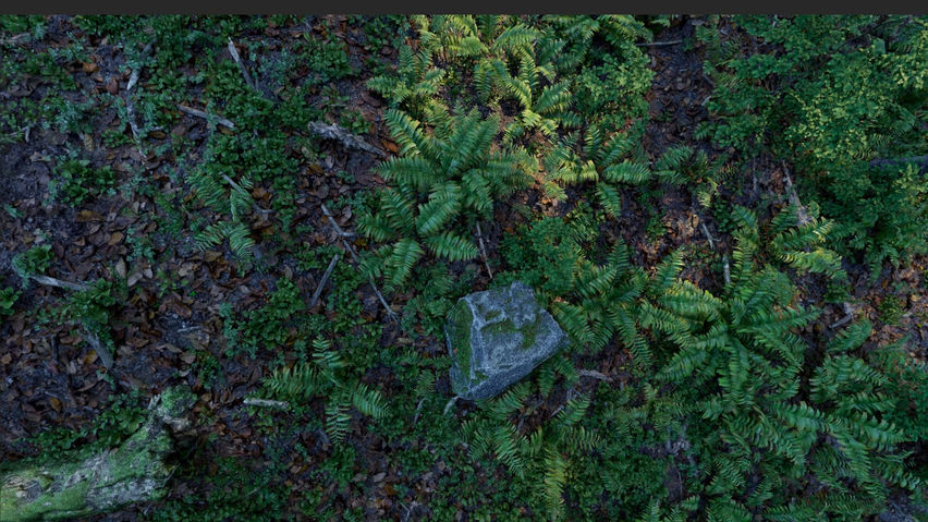 Forest - Oniri tech demo