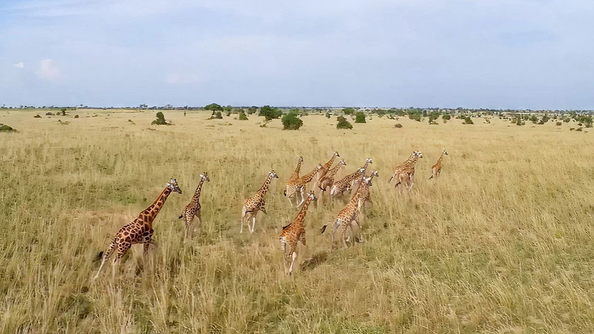 Murchison Falls: The Awarded Wildlife Adventure with Elephants, Lions and Hyenas