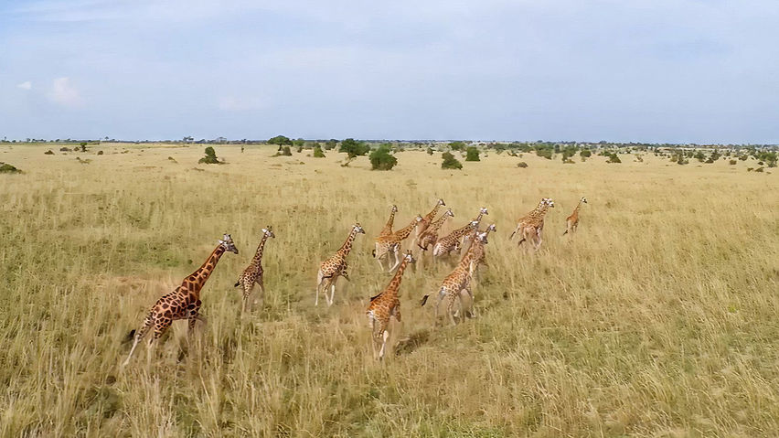 Murchison Falls: The Awarded Wildlife Adventure with Elephants, Lions and Hyenas