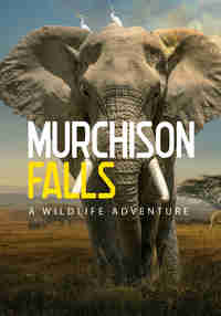 Murchison Falls: The Awarded Wildlife Adventure with Elephants, Lions and Hyenas