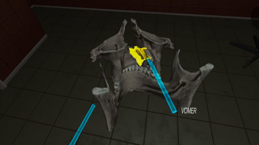 Human Anatomy Puzzle