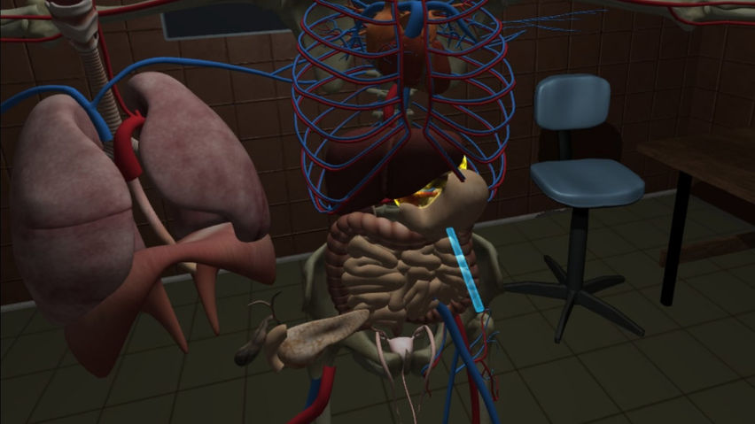 Human Anatomy Puzzle