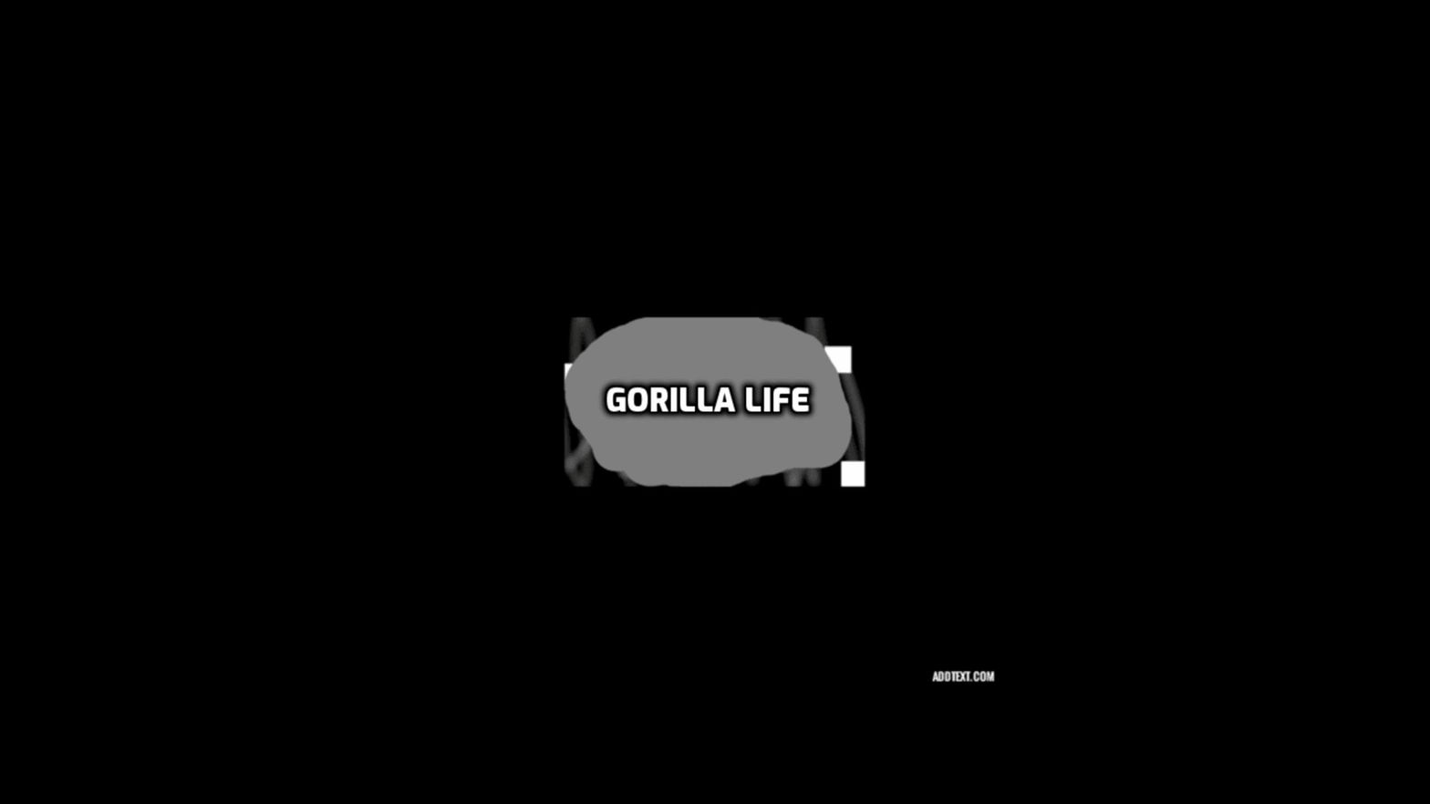 Gorilla Life