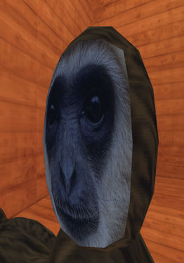 Monkeys Spot