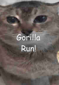 Gorilla Run!