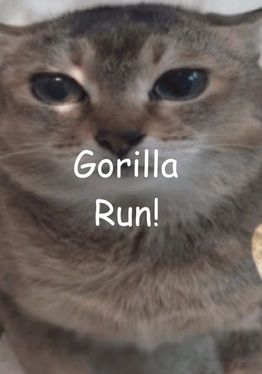 Gorilla Run!