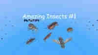 Amazing Insects #1