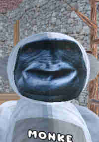Gorilla Banana
