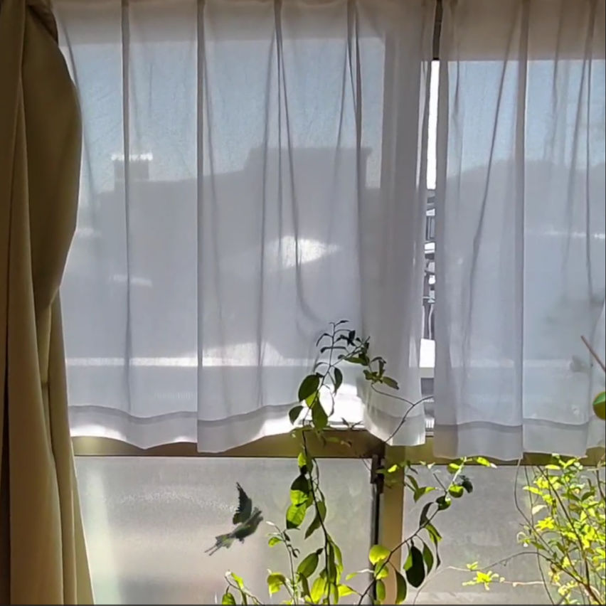 Avian Adventure MR