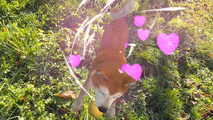MyPetXR