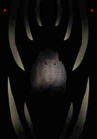 Scaredy Rat
