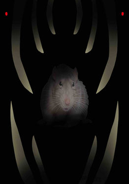 Scaredy Rat