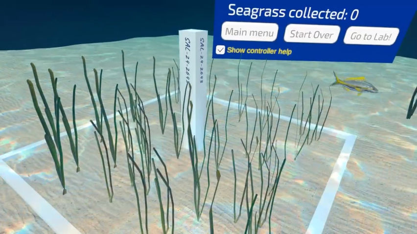 CURVE- Seagrass Defence