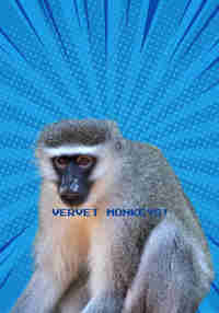 Vervet monkeys
