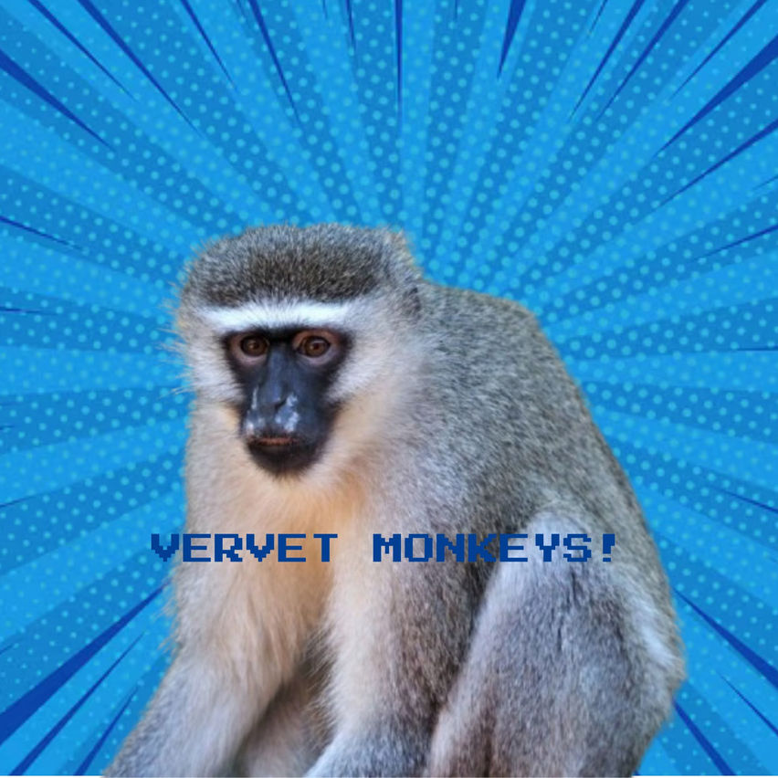 Vervet monkeys