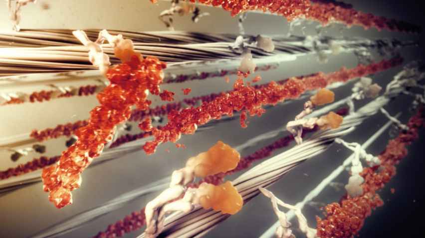 Random42 - A Scientific Journey Inside the Human Body
