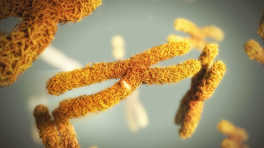 Random42 - A Scientific Journey Inside the Human Body