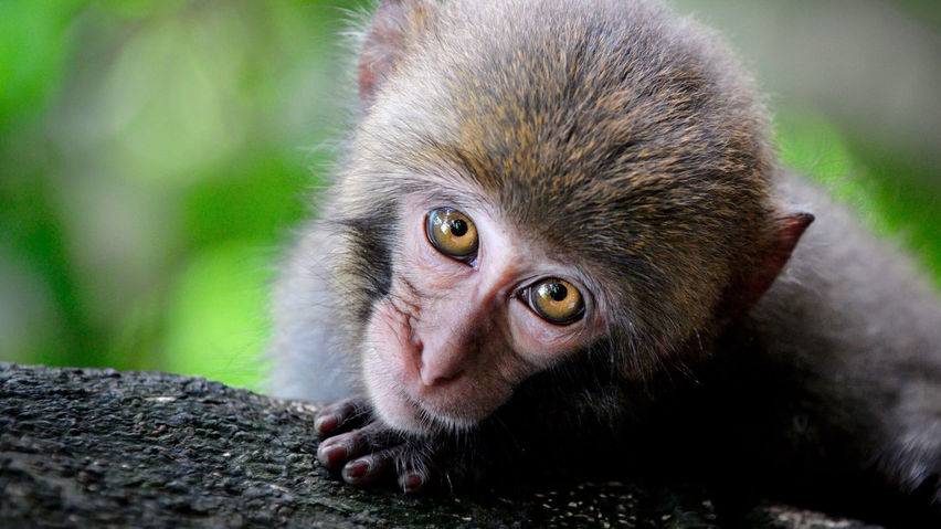 Angry Apes