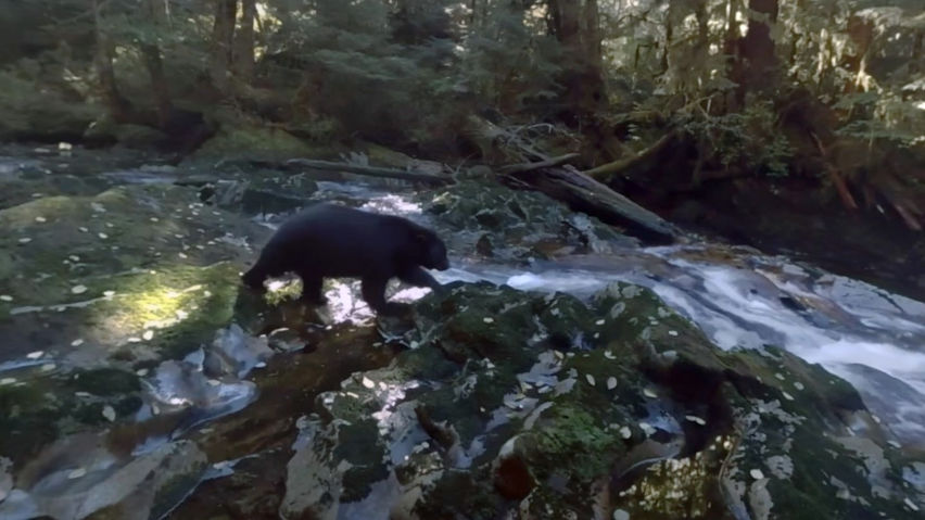 Bear Island