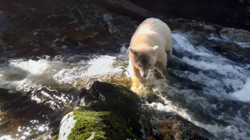 Bear Island