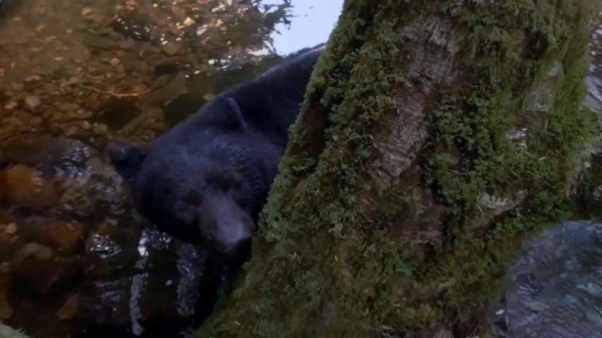 Bear Island