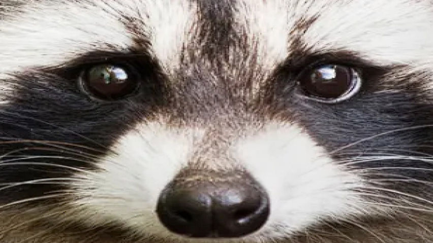 Raccoon Raiders