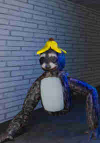 Raccoon Rampage