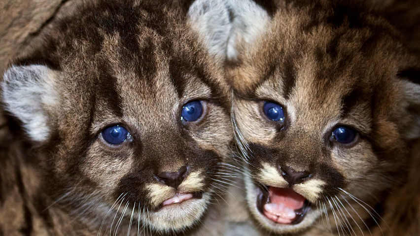 Save LA Cougars VR