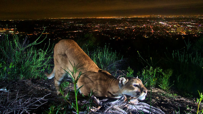 Save LA Cougars VR