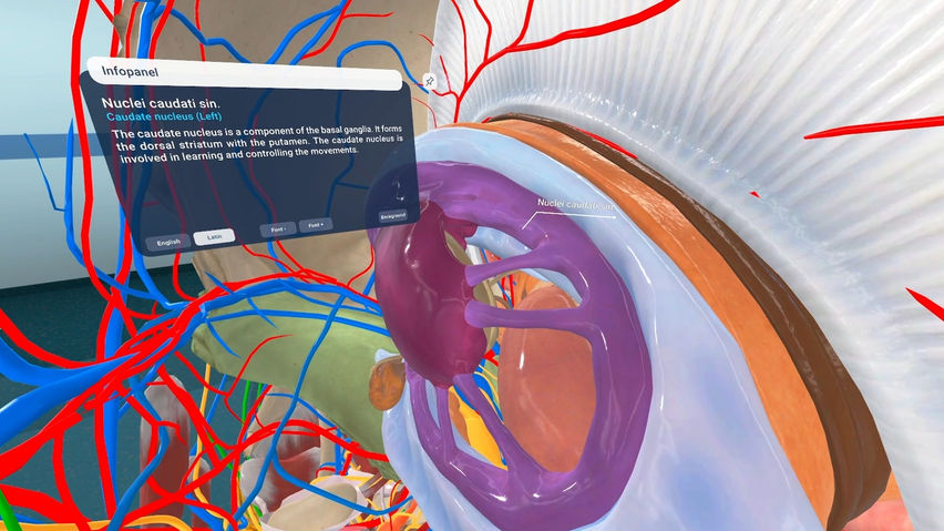 Human Anatomy VR for Institutions
