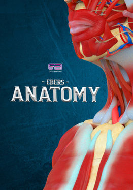 Ebers Anatomy