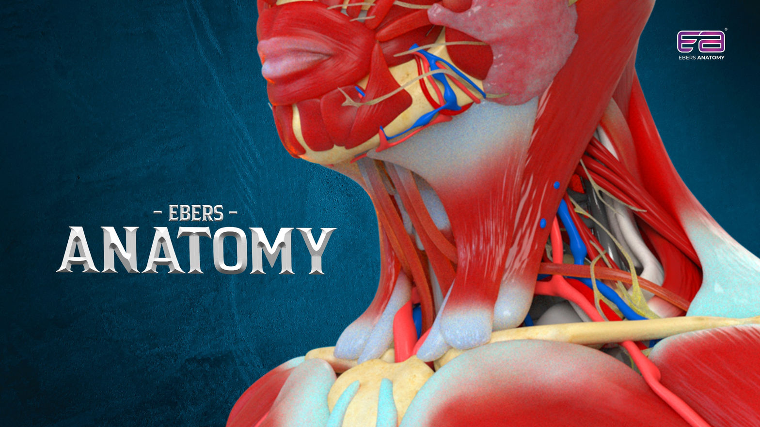 Ebers Anatomy