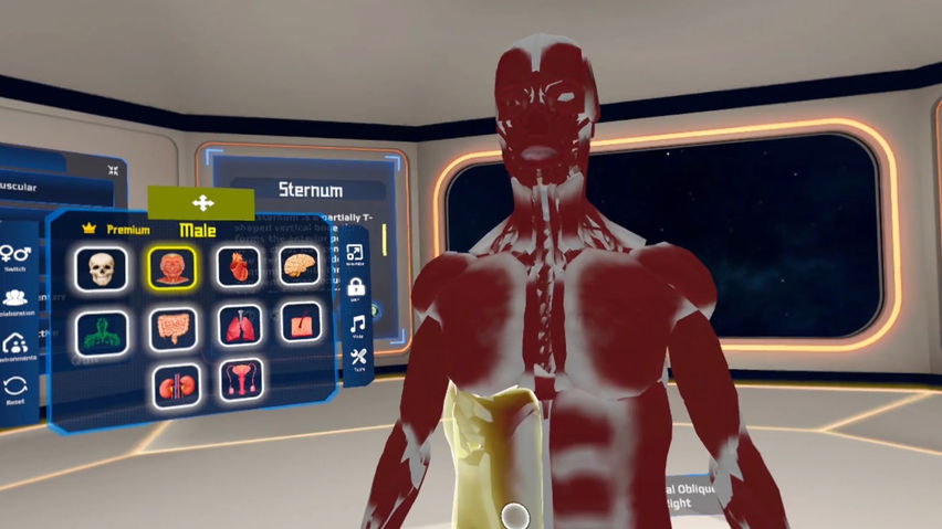 Ebers Anatomy