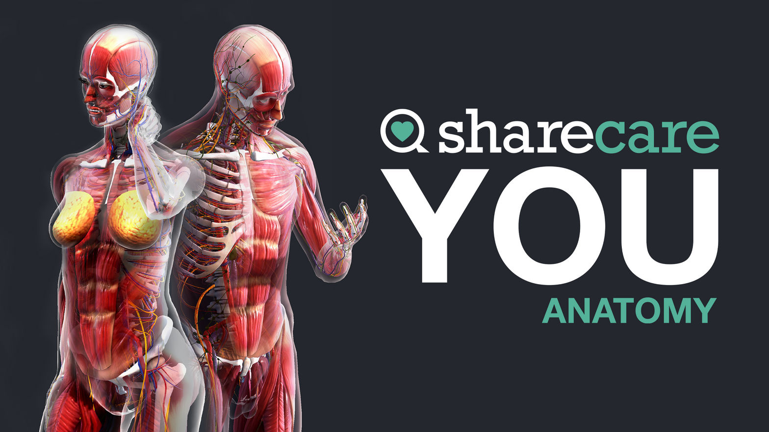 Sharecare YOU Anatomy